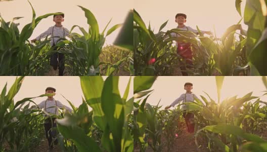 无忧无虑的年轻农民在阳光明媚的玉米地里奔跑，慢镜头高清在线视频素材下载