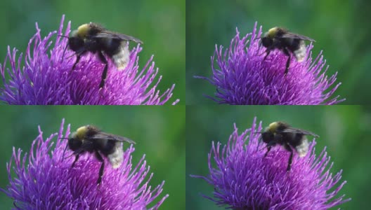 蜜蜂采蜜蓝花大牛蒡宏在田野，花园，野生森林自然美丽的植物绿色背景，草地高清在线视频素材下载