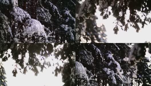 在冬天的森林里透过树枝的全景。高清在线视频素材下载