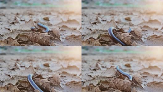 千足虫在日落时爬上地面裂缝(4K分辨率)高清在线视频素材下载
