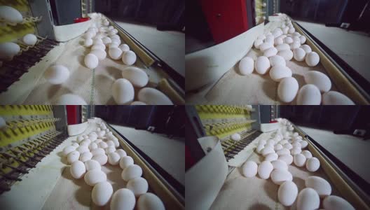 现代化家禽养殖场内的蛋类生产线高清在线视频素材下载