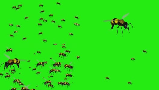 蜂群在绿屏背景上飞行高清在线视频素材下载