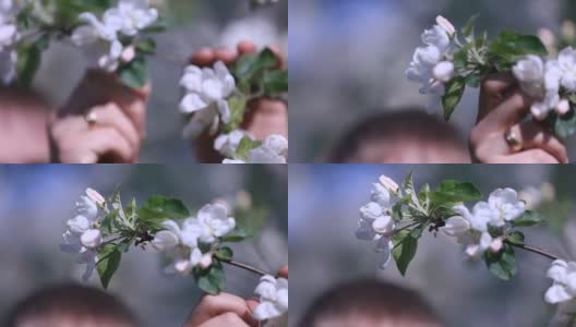 年轻女子女孩的女性手抚摸和爱抚着甜美的白色樱桃树的枝条盛开在一个阳光明媚的春天在花园里高清在线视频素材下载