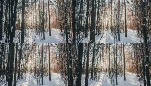冬天的雪林里有红色的阳光照在树上高清在线视频素材下载
