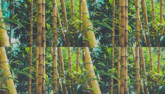竹林的背景高清在线视频素材下载