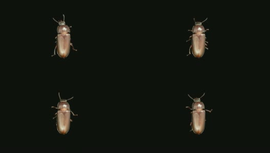 Tenebrio molitor beetle，特写高清在线视频素材下载