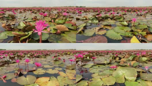 莲属植物花湖高清在线视频素材下载