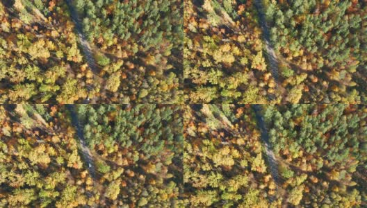 无人机旋转着，在一条蜿蜒的小路上穿过秋日里一片明黄色的森林，五颜六色的汽车正在行驶高清在线视频素材下载