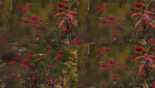 花椒(Viburnum opulus)慢动作与雨-阿尔泰自然保护区高清在线视频素材下载