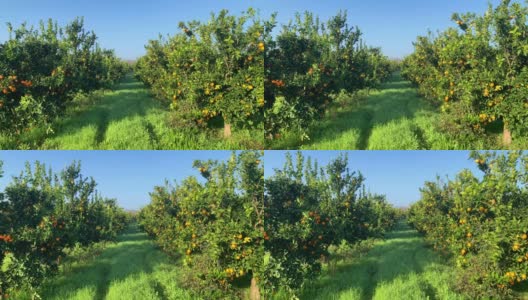 橙子在果园里生长的4K视频高清在线视频素材下载