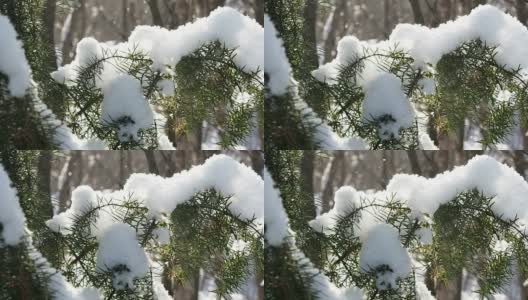 从森林里的针叶树上飘落的雪是缓慢的。高清在线视频素材下载