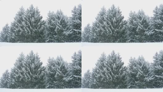 落在针叶树上的雪高清在线视频素材下载