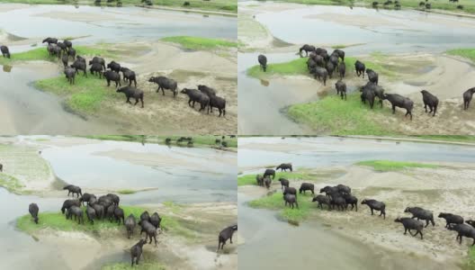 在水边吃草的黑野牛。高清在线视频素材下载