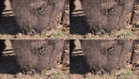 野牛从水坑里喝水，野牛野牛高清在线视频素材下载