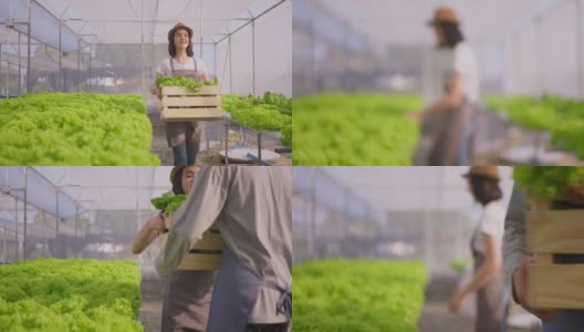 两个亚洲夫妇农民在蔬菜水培农场工作幸福。女人提着一盒新鲜蔬菜沙拉递给男人，然后走着把它储存在温室农场里。高清在线视频素材下载