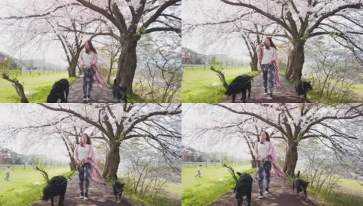 一个女人带着她的两条狗在樱花树下散步高清在线视频素材下载