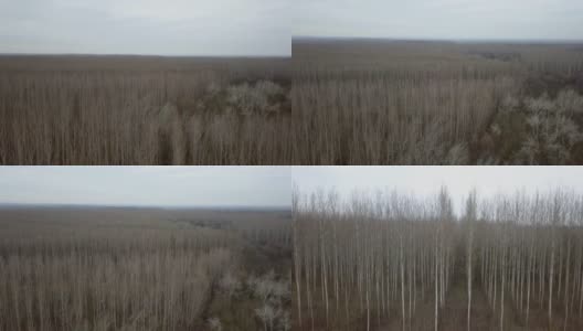 无人机拍摄的光秃秃的白杨林在冬天高清在线视频素材下载