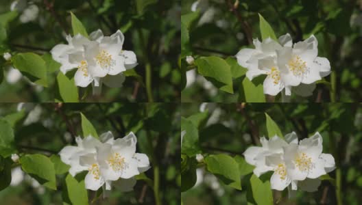 特写树枝与美丽的雪白的茉莉花在花园里。盛开的茉莉花分支。植物、细节、自然高清在线视频素材下载