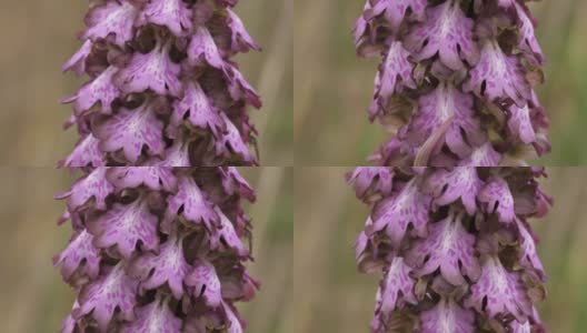 orchis a longues bractées, Barlia robertiana，法国南部的野花高清在线视频素材下载