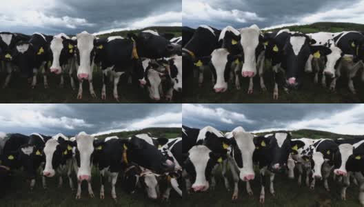 春天多云的一天，弗里斯恩荷斯坦奶牛高清在线视频素材下载