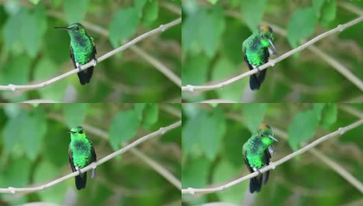 铜臀蜂鸟(阿玛西利亚烟草)在森林的树枝上梳理羽毛。高清在线视频素材下载
