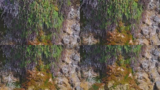 悬崖斜坡上的矿泉，周围有蕨类植物和苔藓。水落在石头上，特写镜头，选择性聚焦。自然背景，森林植被高清在线视频素材下载