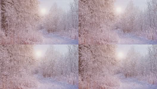 冬天的森林里飘着雪花，圣诞节的早晨飘着轻柔的雪花。冬天的风景。白雪覆盖的树木。高清在线视频素材下载