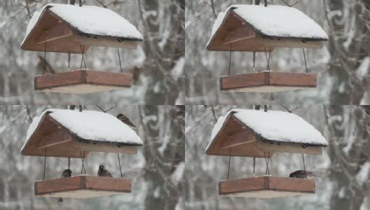 麻雀在雪下的鸟窝里啄食，背景是一场雪。鸟屋里的家麻雀(Passer domesticus)高清在线视频素材下载