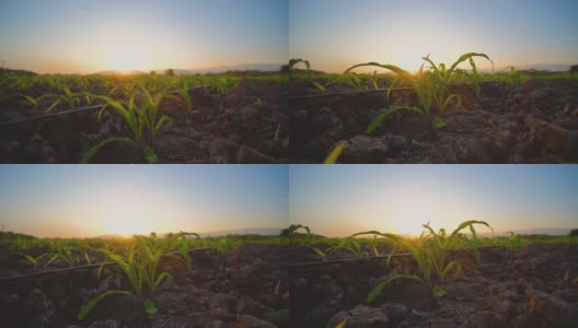 农业采用滴灌系统，在玉米田上种植绿色玉米高清在线视频素材下载