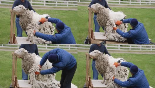 从羊身上剪取生态羊毛。专业农民在户外用电动理发器剪羊毛。传统的春季剪羊毛。高清在线视频素材下载