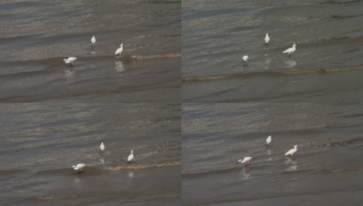 阳光明媚的日子里，小白鹭在黄浦江边觅食，慢镜头，4K视频。高清在线视频素材下载