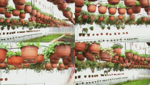 温室悬挂花盆高清在线视频素材下载