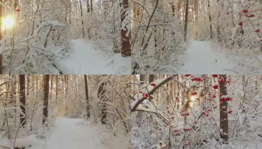 西伯利亚冬天的森林下的雪高清在线视频素材下载