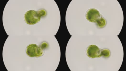 小球藻在显微镜下开始分裂高清在线视频素材下载
