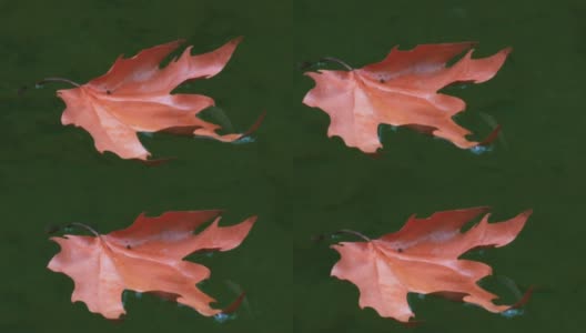 枯干的枫叶漂浮在池塘小溪，秋天。高清在线视频素材下载