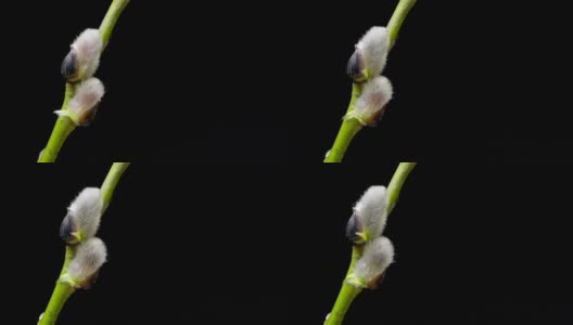 延时拍摄柳叶芽生长-孤立在黑色背景上高清在线视频素材下载