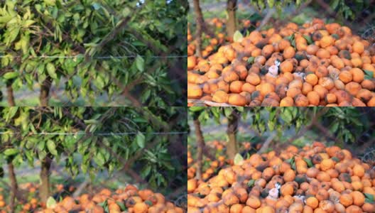 许多橘子在树下腐烂高清在线视频素材下载