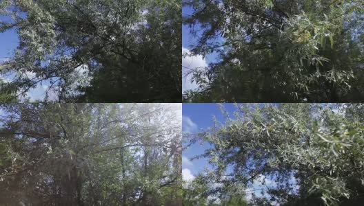 野生橄榄树的自然高清在线视频素材下载