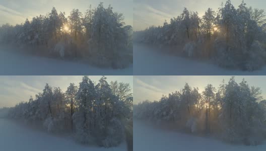鸟瞰图:冬日日出时，金色的阳光穿过雾蒙蒙的树木高清在线视频素材下载