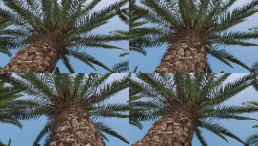 在棕榈树下移动的摄像起重机，4k高清在线视频素材下载