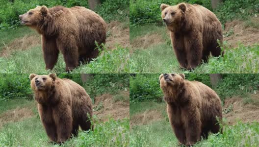 棕熊。堪察加半岛的棕熊在草地上。高清在线视频素材下载