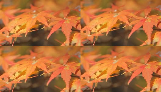 秋天的落叶高清在线视频素材下载