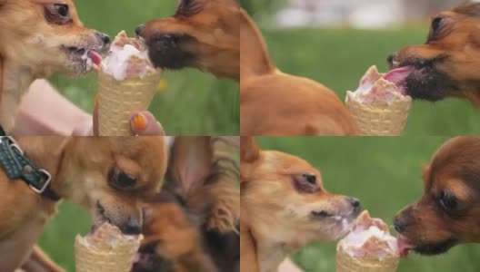 两只狗舔着冰淇淋。那些狗吃美味的冰淇淋。草莓味的蛋卷冰淇淋对狗是有害的食物。高清在线视频素材下载