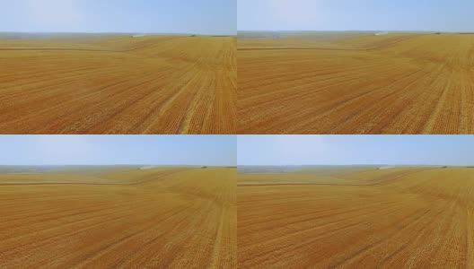 鸟瞰图的小麦作物收获在巨大的田野在全高清高清在线视频素材下载