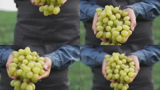 一个农夫手里拿着一串葡萄高清在线视频素材下载