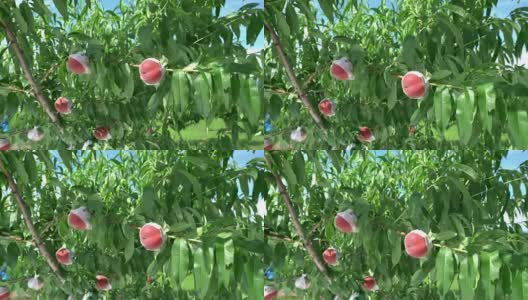 桃子树上的新鲜桃子高清在线视频素材下载