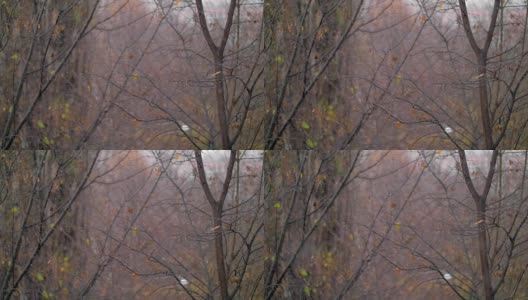 凋谢的树和雪花，深秋的景象高清在线视频素材下载