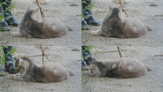 毛绒绒的小猫躺在地上玩着一棍慢动作视频高清在线视频素材下载