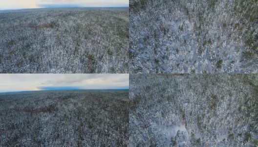 从上面看冬天的森林。空中飞过白雪覆盖的森林高清在线视频素材下载