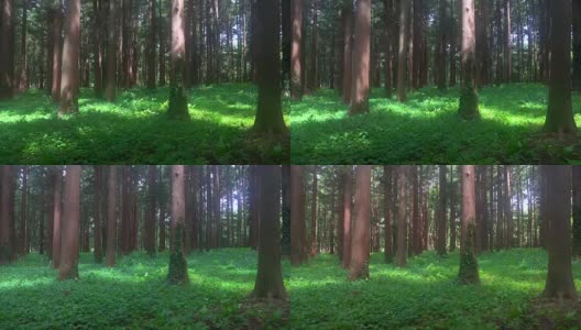 阳光暖化的绿色森林高清在线视频素材下载